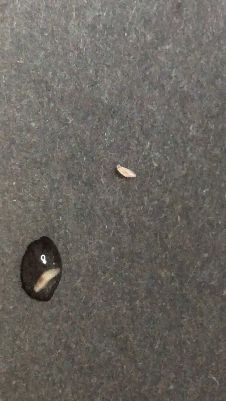 やまもものなかにいる寄生虫 やまもものなかにいる寄生虫