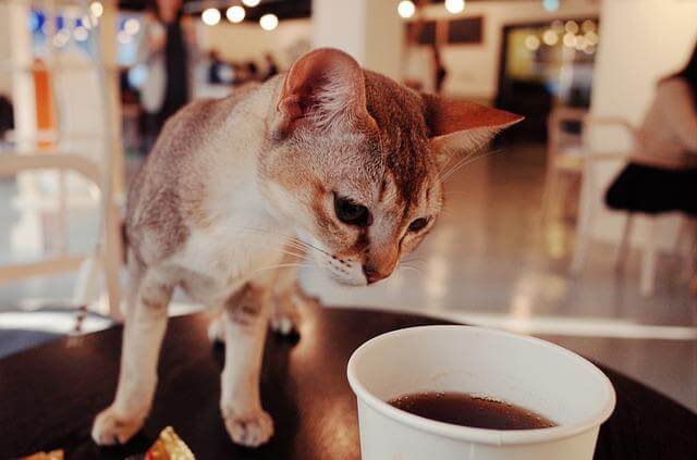 中国で猫喫茶が大人気！中国のペットブーム