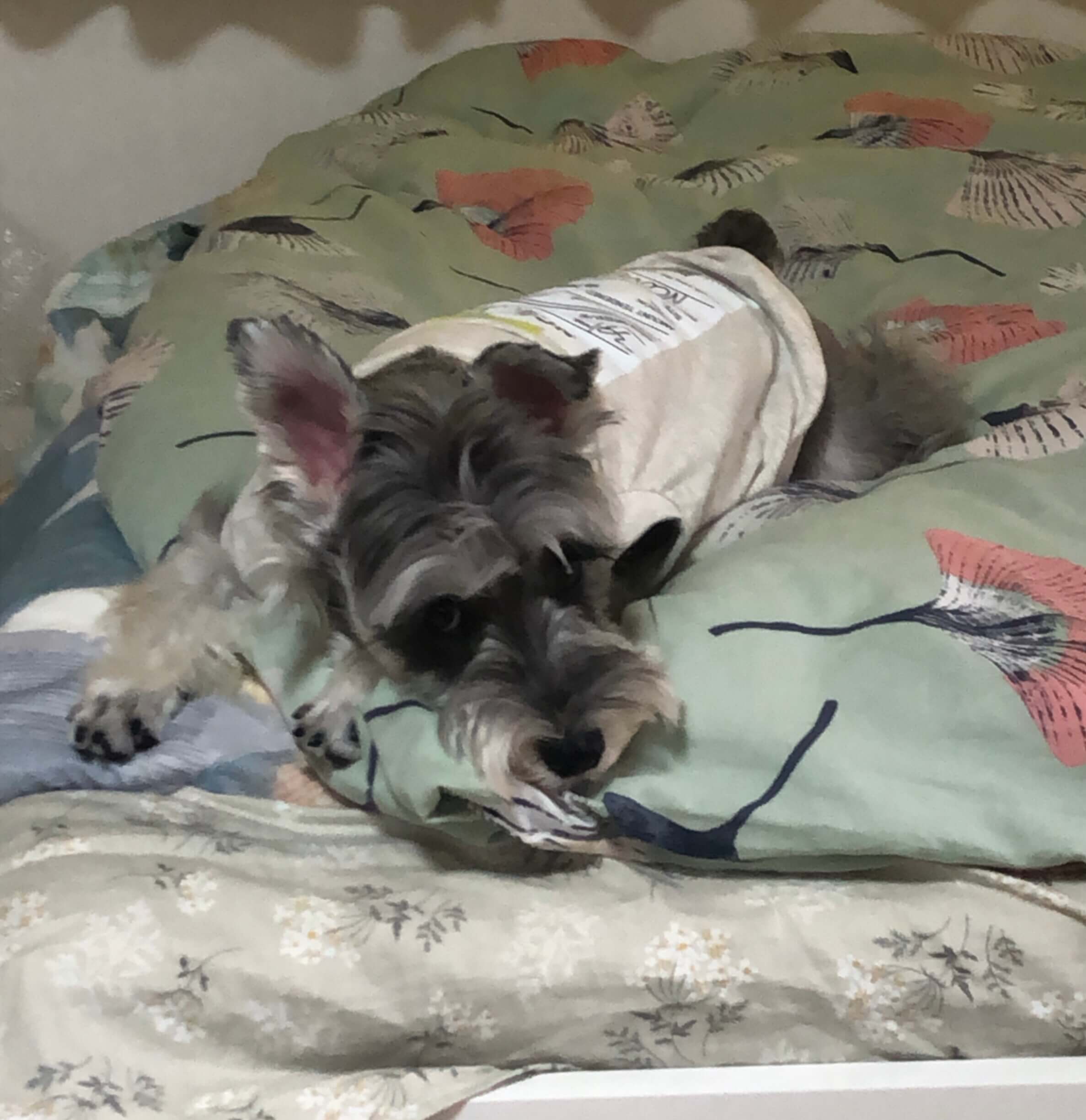 愛犬ミニシュナcoco